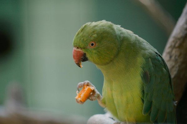 La boutique chat qui ravira vos félins heureux