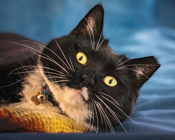 Litière chien résistante aux intempéries : confort et praticité