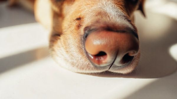 Guide complet sur les tarifs des services de détection canine
