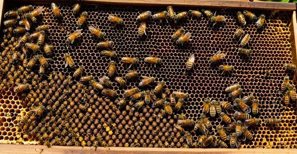 Matériel apicole professionnel icko : qualité et choix !