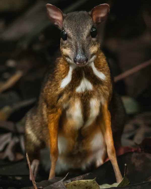 Comment reconnaître et stimuler les comportements de jeu naturels chez un chevrotain?