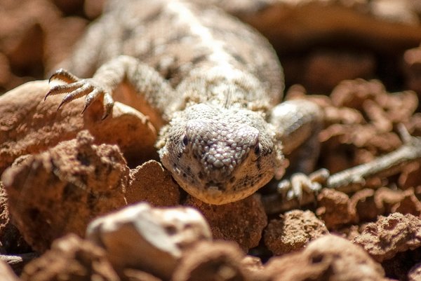 Quelles sont les meilleures plantes pour aménager l'habitat d'un uromastyx?