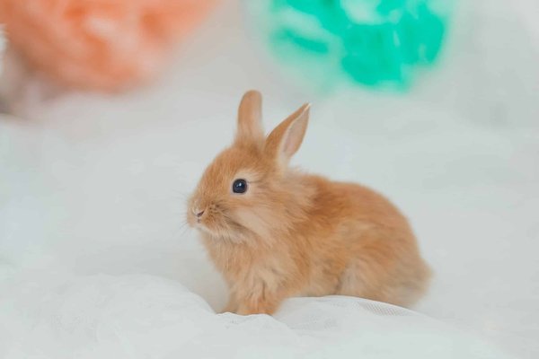 Quels sont les besoins spécifiques d'un lapin bélier pour éviter les problèmes d'oreilles?